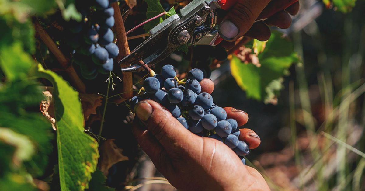Terrazas Malbec