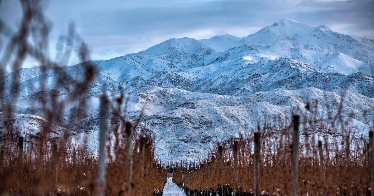 Terrazas Vineyard