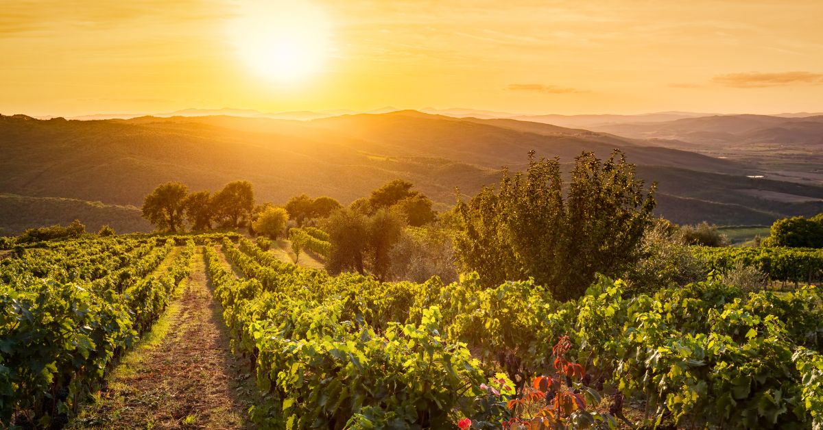 Tuscany Vineyard