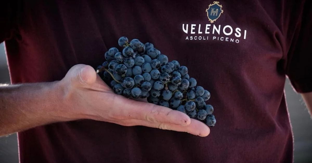 Venelosi grape