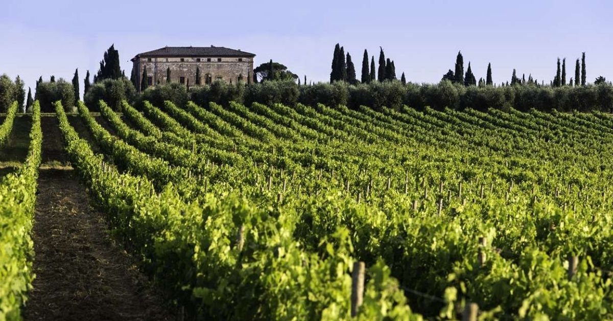 Argiano Vineyard