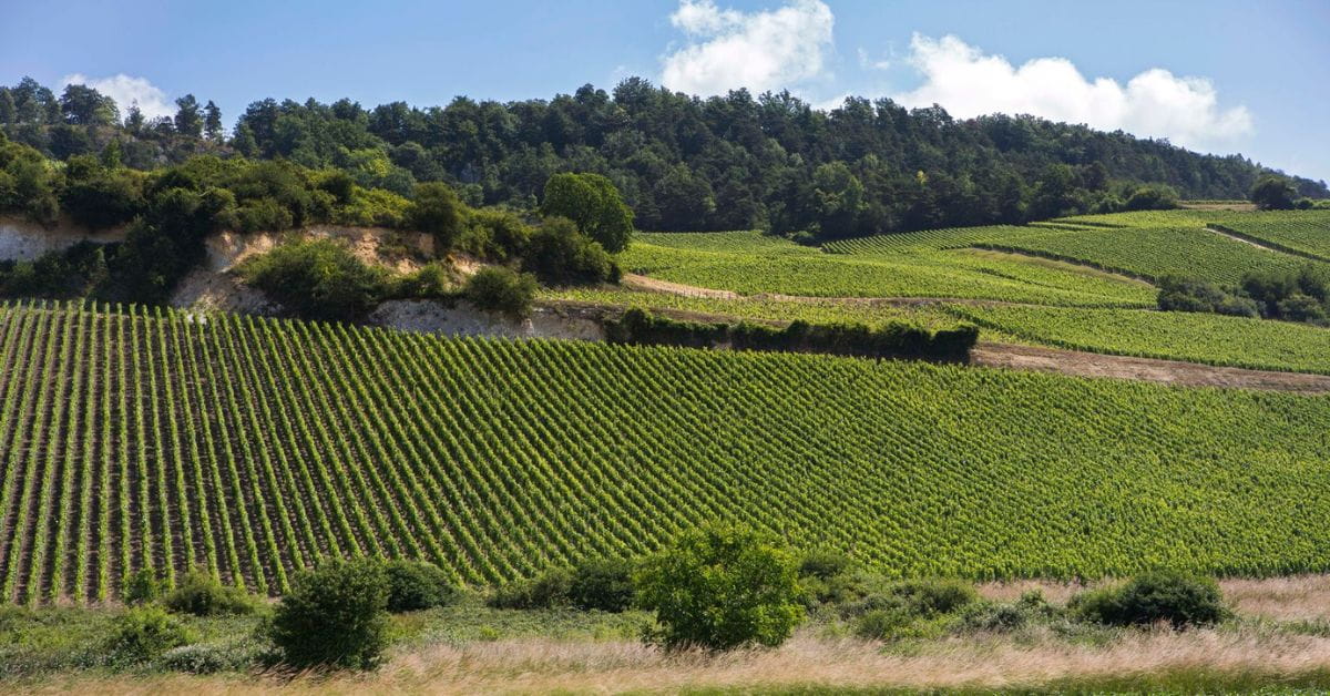 Bollinger Vineyard