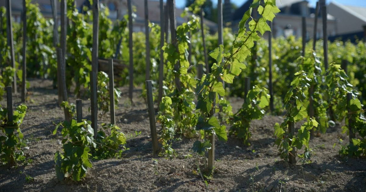 Bollinger Vineyard