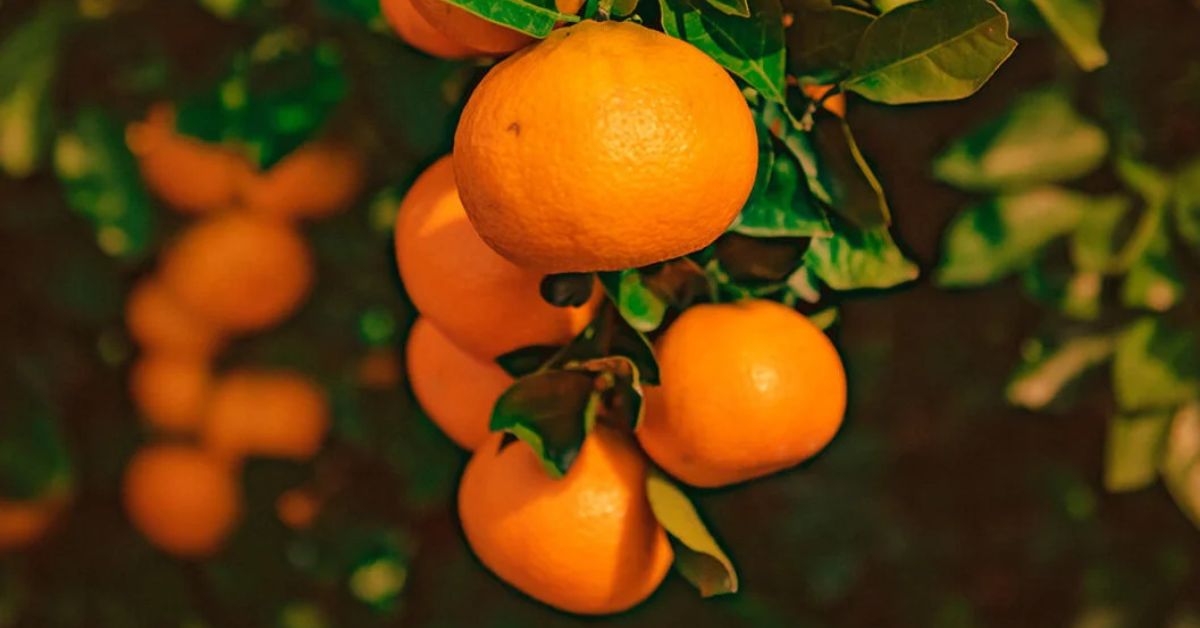 caribbean bitter orange