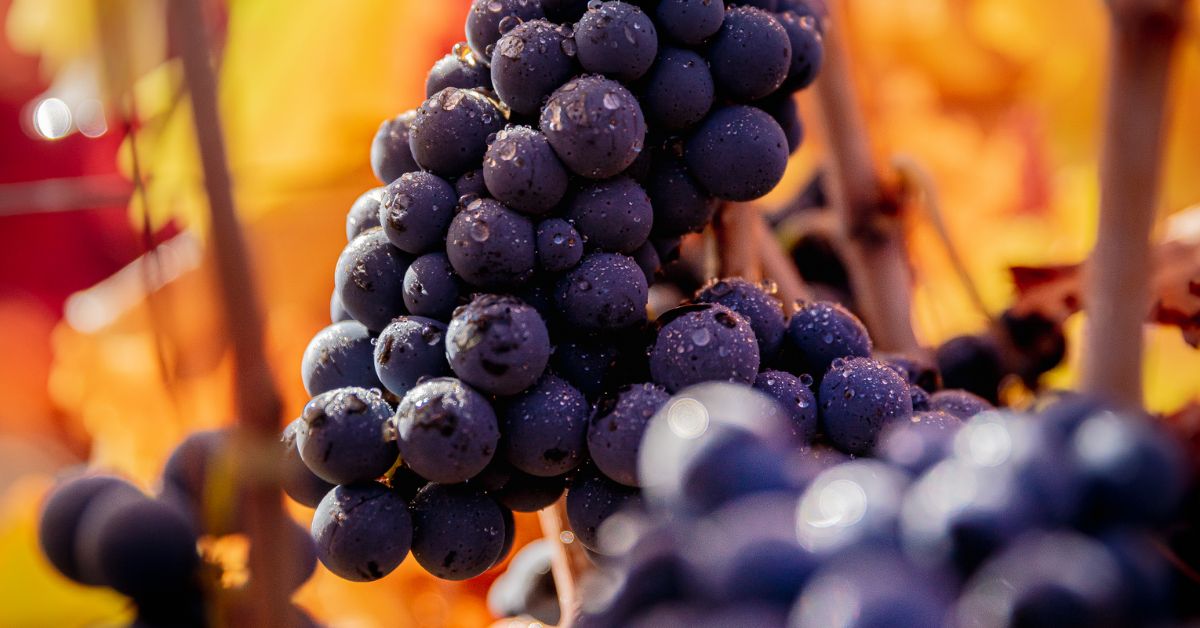 Concha y Toro Grape