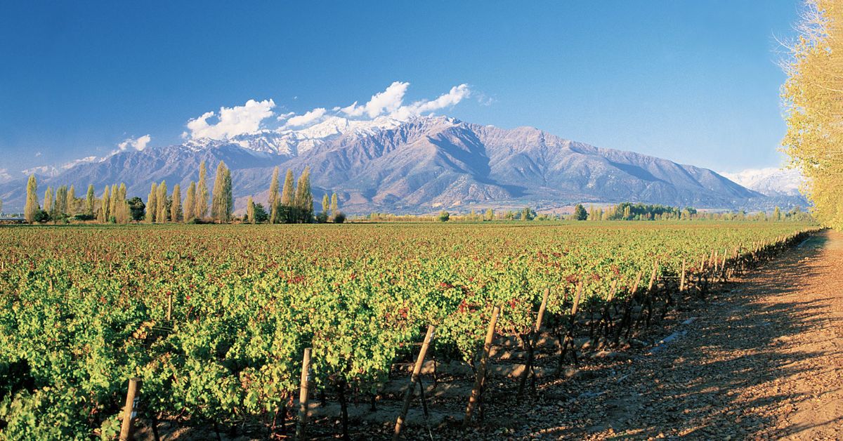 Concha y Toro