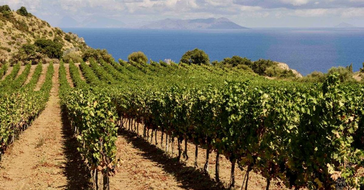 Cusumano vineyard