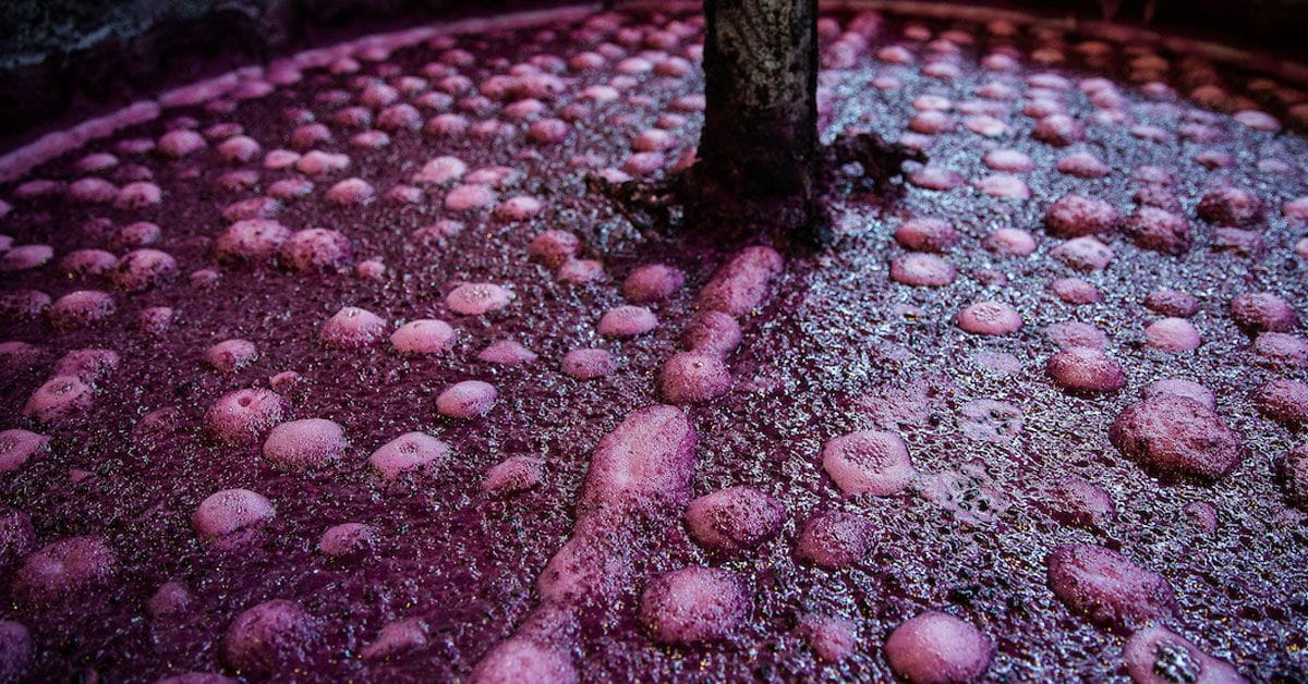 Fermentation