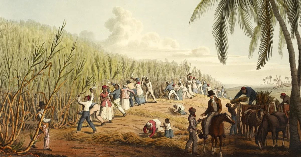 Martinique Sugar Plantation