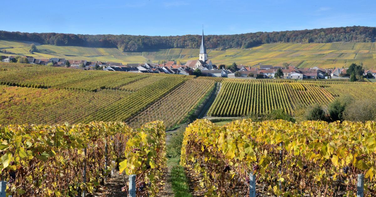 Montagne de Reims