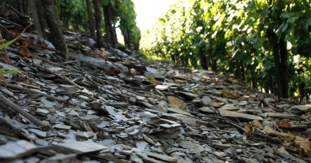 Mosel Soil