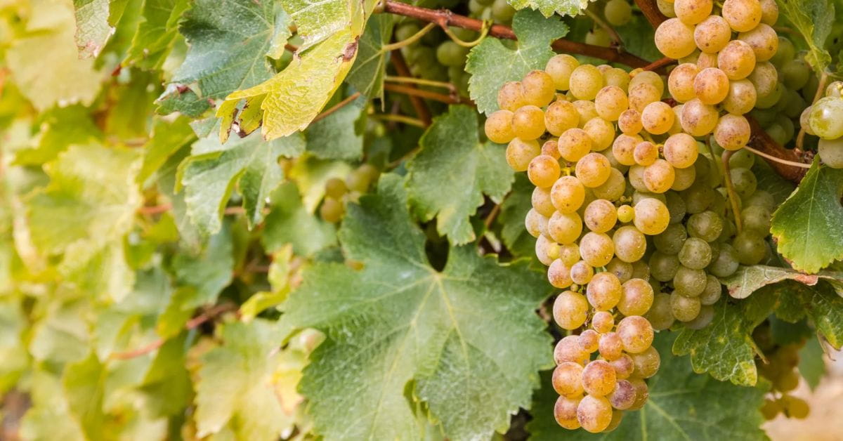 Sauvignon Blanc