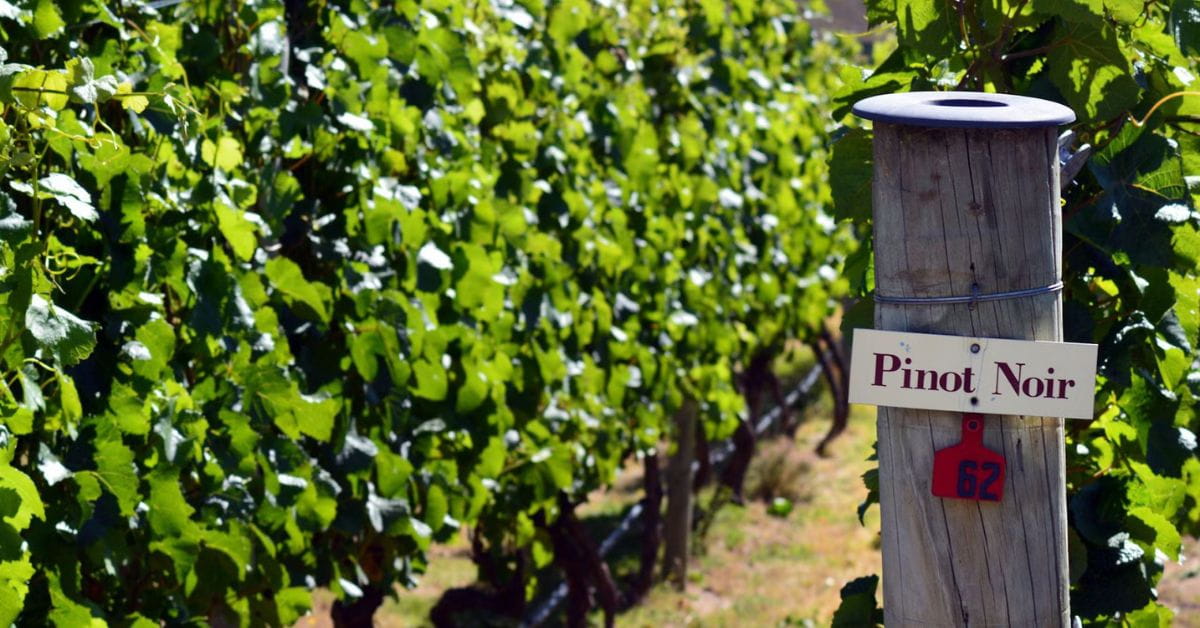 New World Pinot Noir