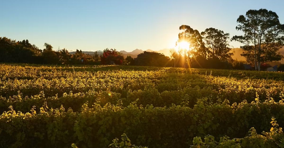 Opawa Vineyard