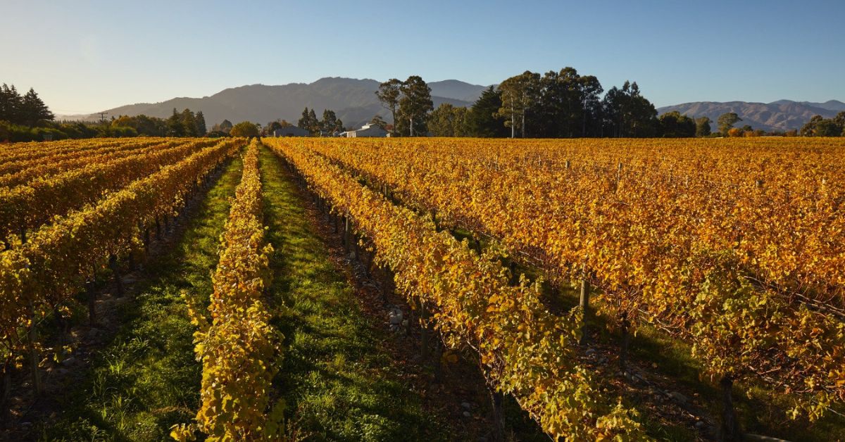 Opawa Winery