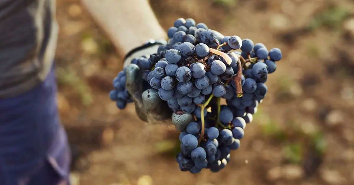 Spanish Grape
