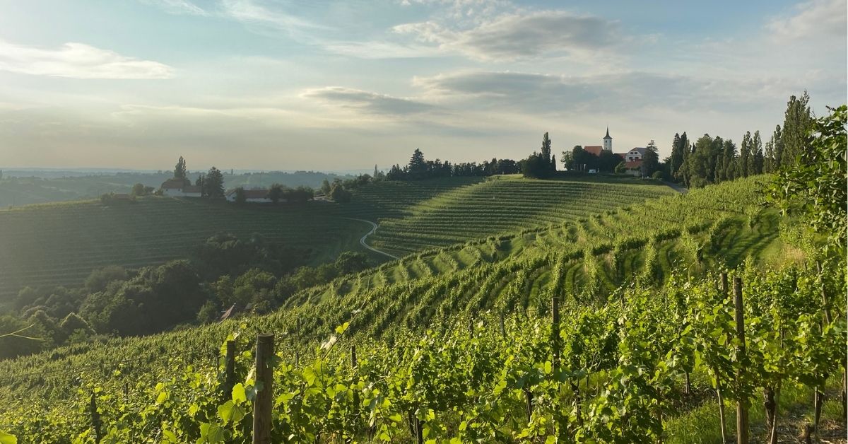 ศัพท์ไวน์เกี่ยวกับองุ่นและแหล่งผลิต Vineyard
