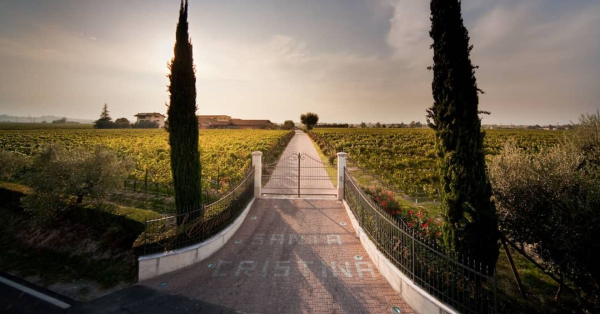 Zenato Vineyard