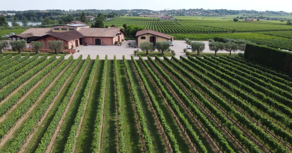 Zenato Vineyard
