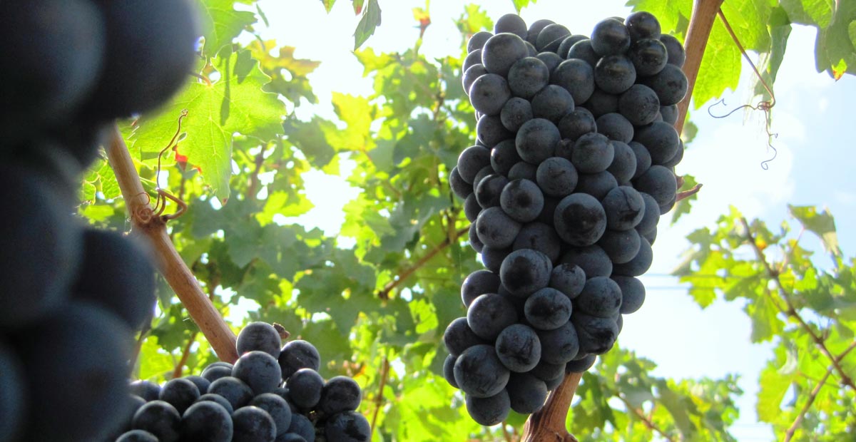Cabernet Sauvignon ไวน์แดงเข้มข้นจาก Bordeaux และ Napa