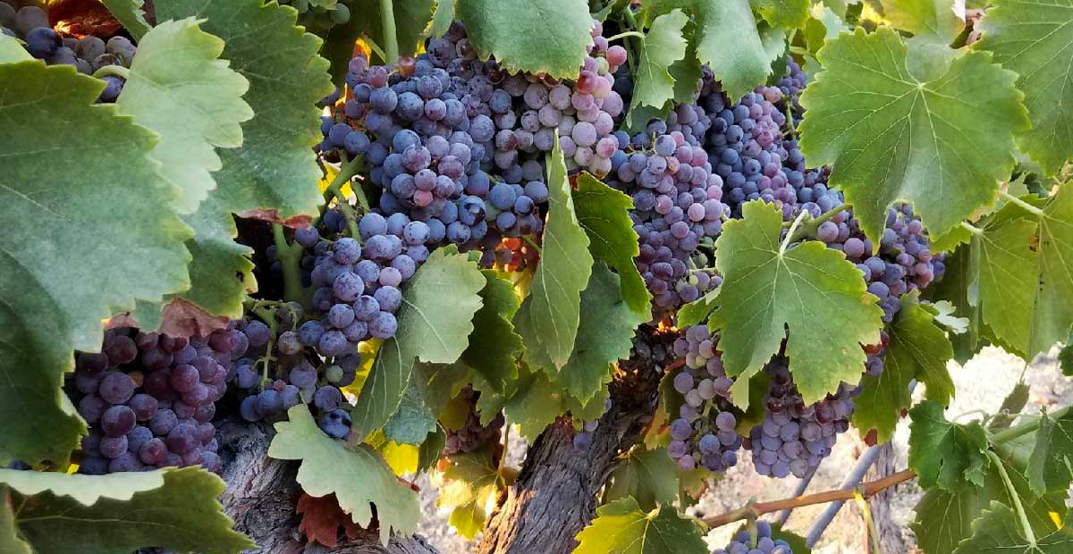 Grenache ไวน์แดงฟรุตตี้จากฝรั่งเศสและสเปน