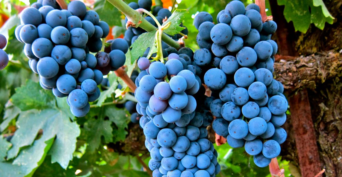 Merlot ไวน์แดงนุ่มนวลจากฝรั่งเศสและอเมริกา