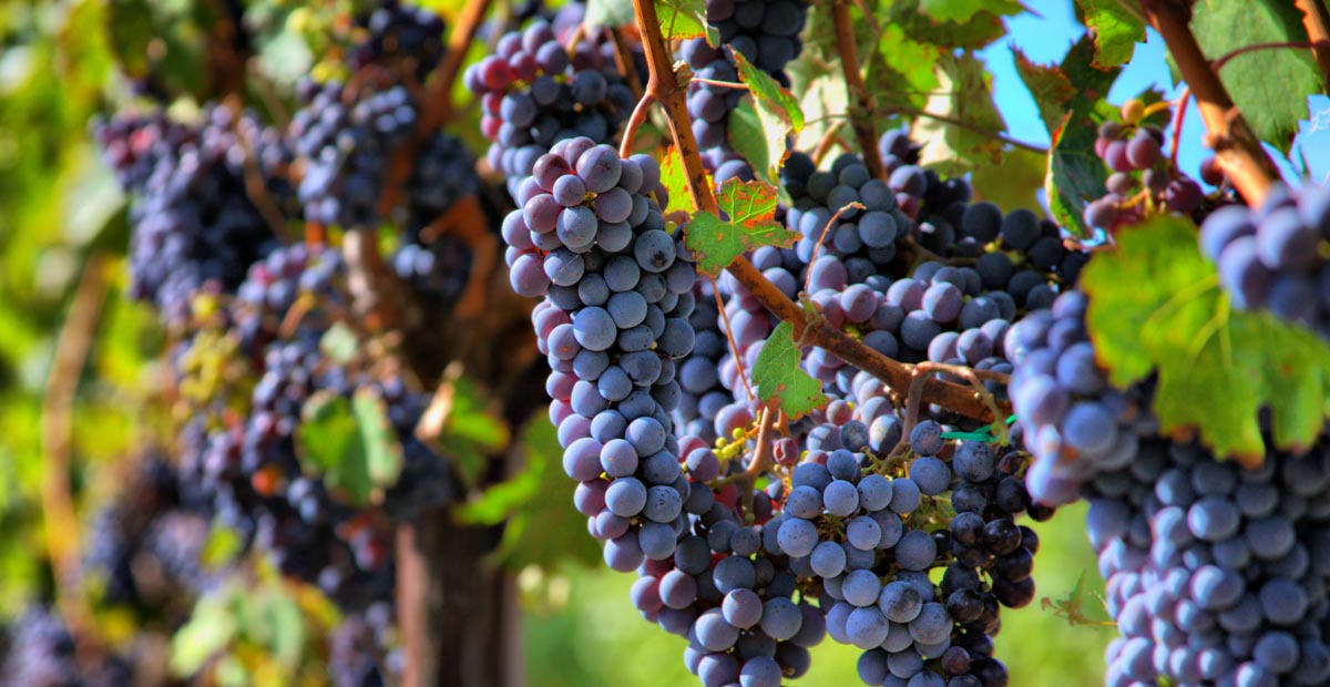 Pinot Noir ไวน์แดงจากฝรั่งเศส เบอร์กันดี