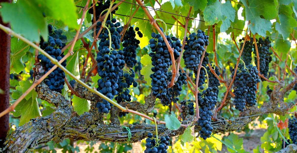 Malbec ไวน์เข้มข้นจาก Mendoza อาร์เจนตินา