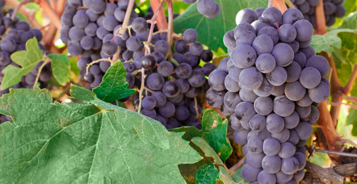 Tempranillo ไวน์แดงจากสเปน Rioja และ Ribera