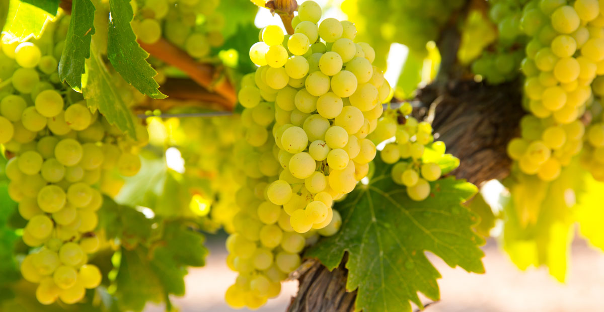 Chardonnay จาก Burgundy และ California