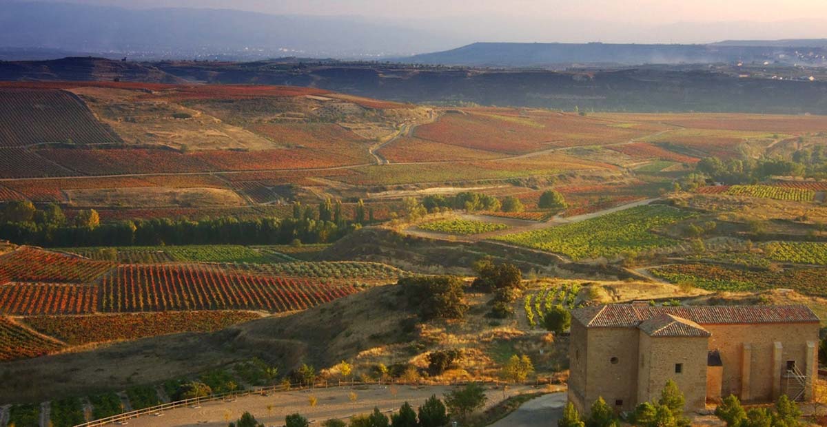 Spanish Vineyard