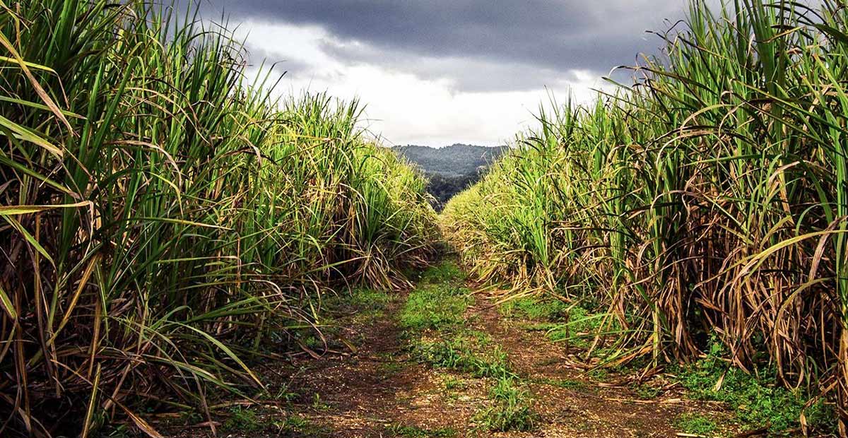 Sugar Cane
