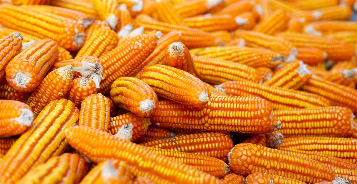 Corn
