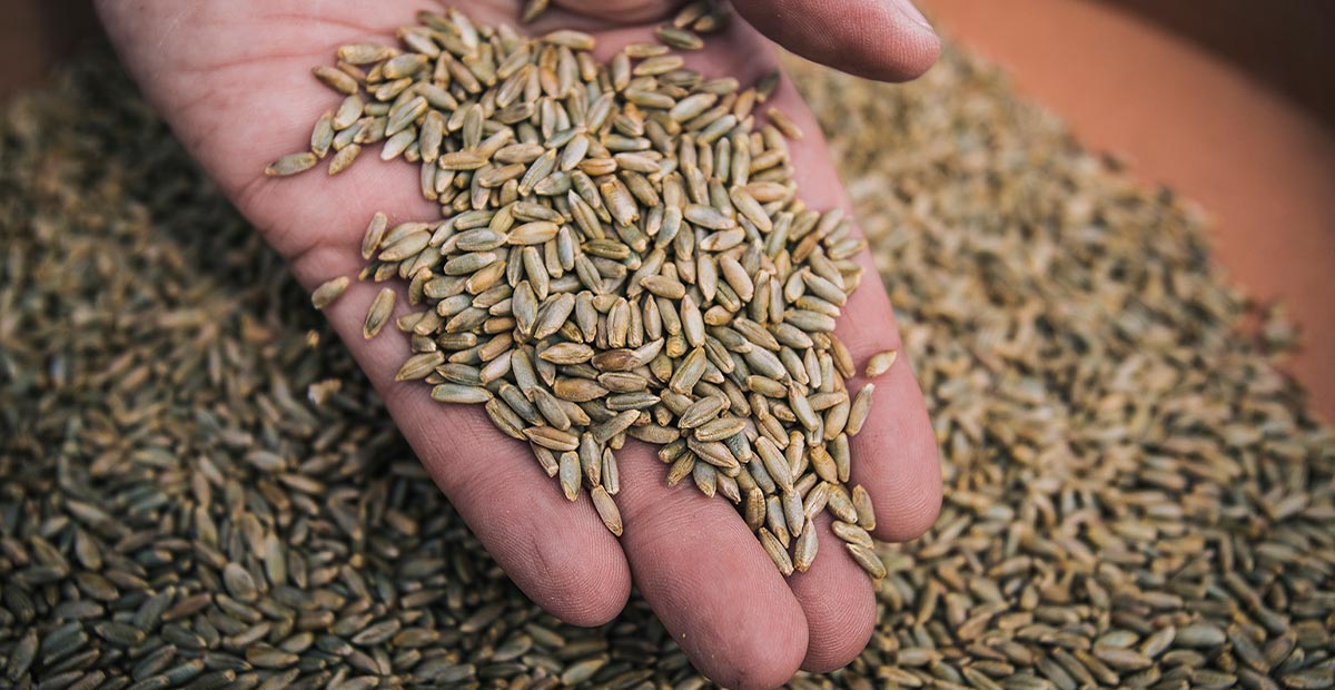 Rye