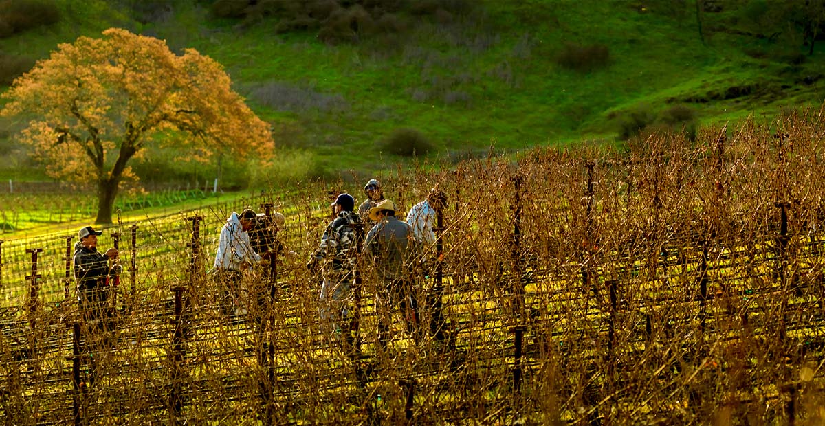 Blankiet Estate Viticulture
