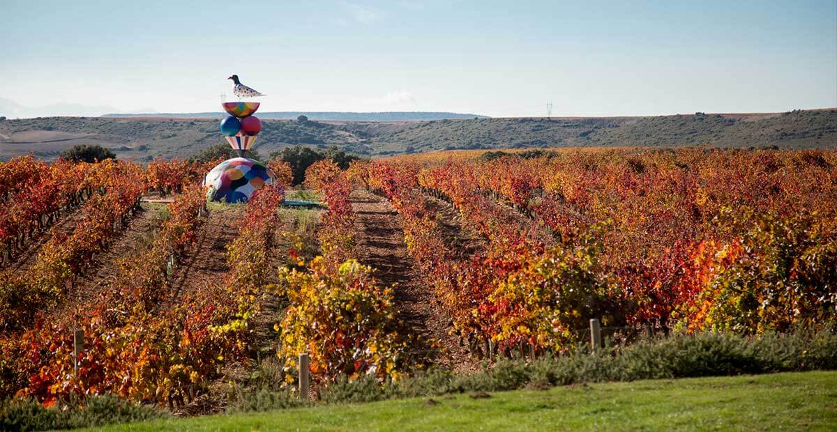 Campo Viejo Wineyards