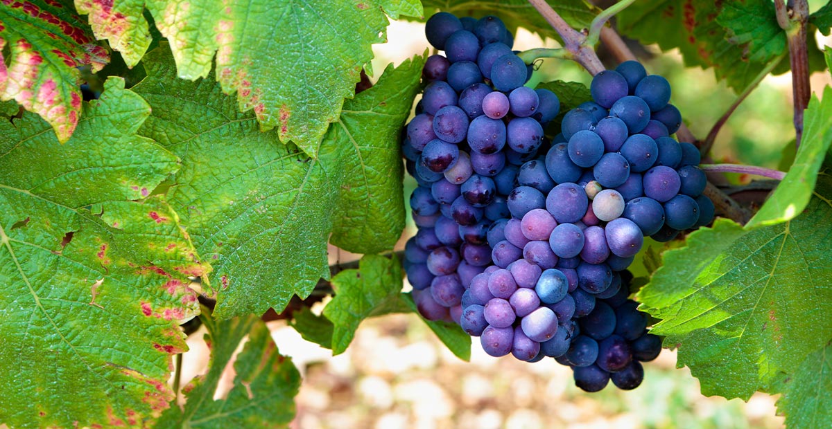 Red Grape