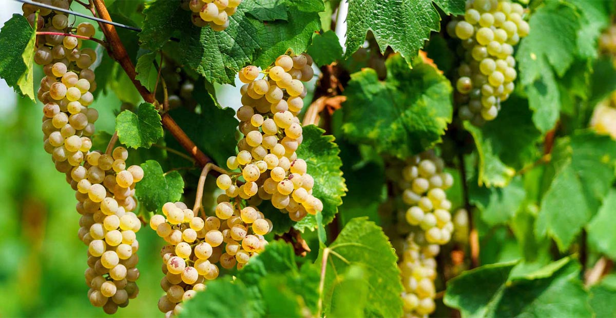 Moscato คือ ไวน์หวานจากองุ่น Muscat