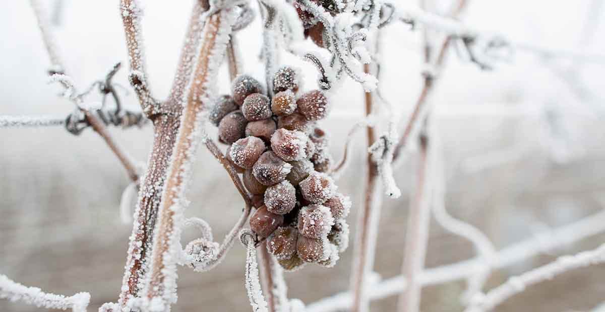 Frozen Riesling