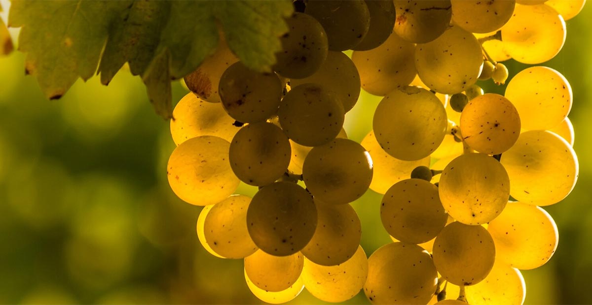 ทำความรู้จักกับ Riesling องุ่นสายพันธุ์โลกเก่าจาก Germany