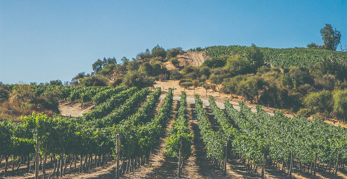 Montgras Winery