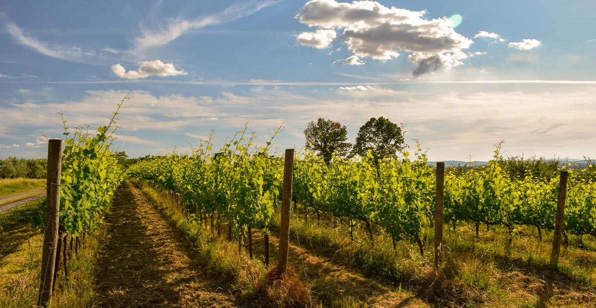 Vineyards